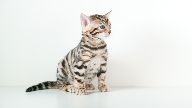 x3 special Kittens available from 22nd November 2014