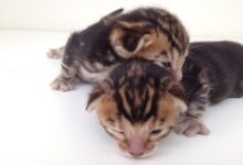 Harriets kittens